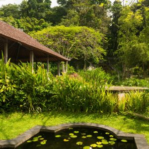 Small lotus pond in Indonesian park at Bali