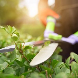 Selective focus of male gardener using big scissors to cut bushes in summer. Close up of man in uniform and gloves using special tool to taking care of backyard plants, backlit. Concept of gardening.